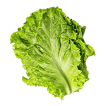 lettuce.png